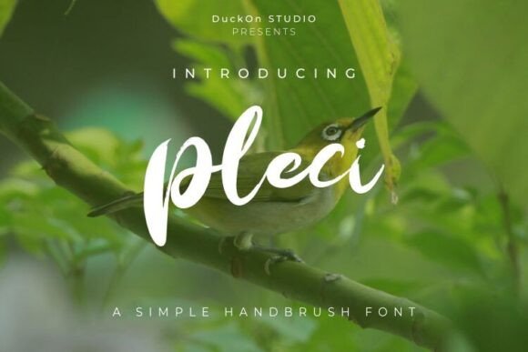 Pleci: The Bold Script Font That Elevates Editorial Design